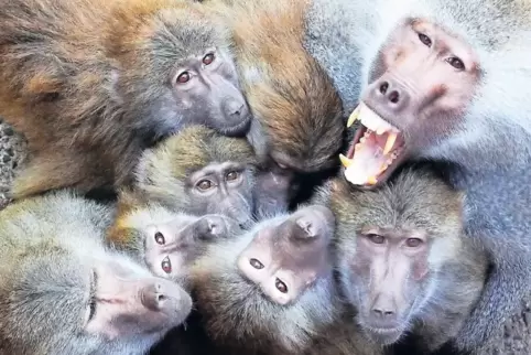 Fachleute attestierten den Mantelpavianen im Neunkircher Zoo einen guten Gesundheitszustand. Allerdings bemängelten sie eine Übe