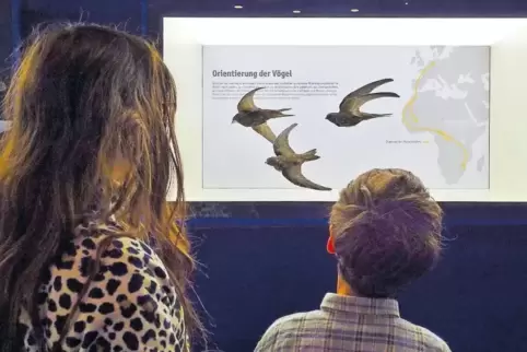 Anna und Philipp bestaunen den Vogelzug im neuen Museumsraum „Weit blicken“.
