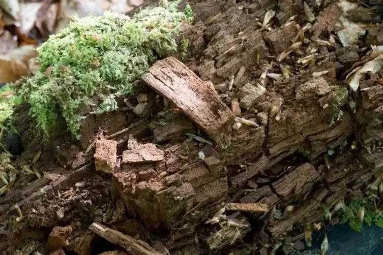 Totholz ist ein wichtiger Bestandteil des Ökosystems. Darauf bilden sich beispielsweise Moos und Pilze.  Foto: Sayer