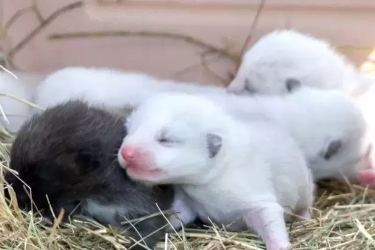Eines ist schwarz, die anderen sechs weiß: die winzigen Polarfüchse. Foto: Sayer