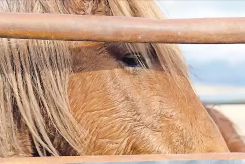 Im Film zu sehen: ein Mustang aus Oregon.