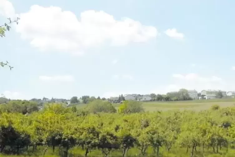 Noch Gr&uuml;n: ein Blick auf die Plantage vor der Rodung.