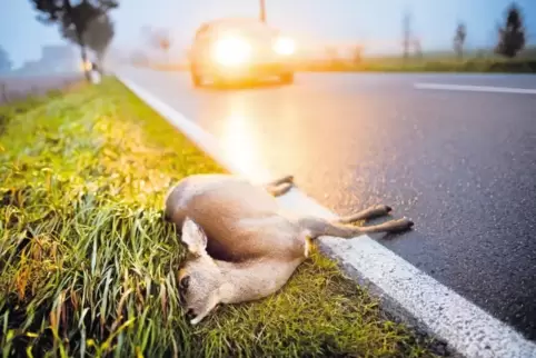 Zusammenstöße mit Wild machen mehr als ein Drittel aller Unfälle aus.