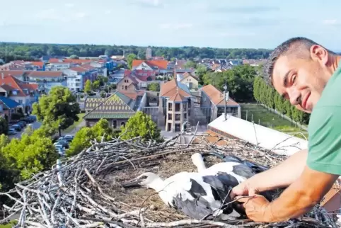 Der Beringer für die Südpfalz, Christian Reis, bei der Arbeit in einem südpfälzischen Storchennest. Die Jungtiere liegen in Scho