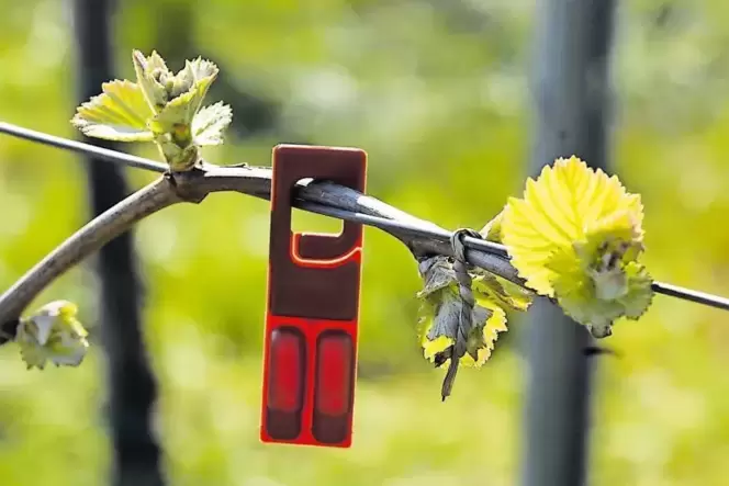 Auf einem Hektar Rebfläche werden jedes Frühjahr 500 solcher Pheromonbehälter verteilt.