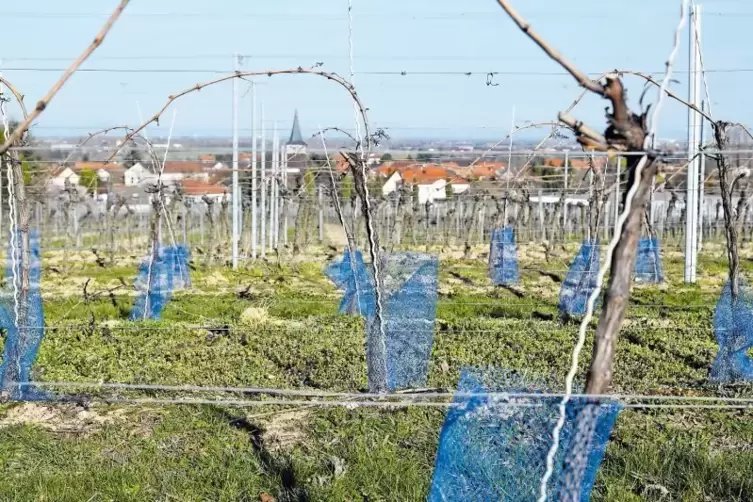 Blick vom Gebiet Holzweg auf das Dorf Laumersheim. Die blauen Rebschutznetze sind ein weiteres Beispiel f&uuml;r Plastik im Wingert.