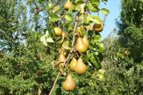 Die Sorte „Boscs Flaschenbirne“ kann schon bald in Meckenheim wachsen.  Foto: ain