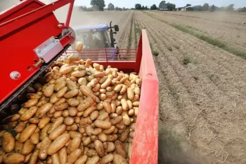 Frühkartoffelernte im vergangenen Jahr. Foto: dpa