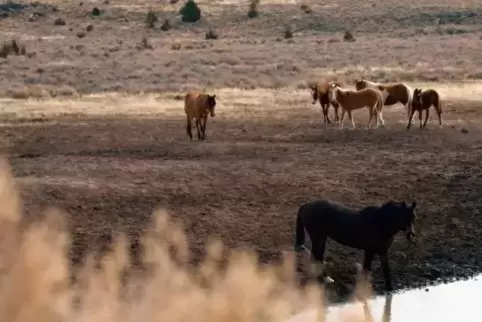 Mustangs an einer Wasserstelle. Foto: Filmproduktion