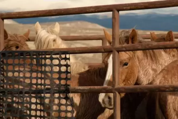 Eingefangene Mustangs.  Foto: Filmproduktion