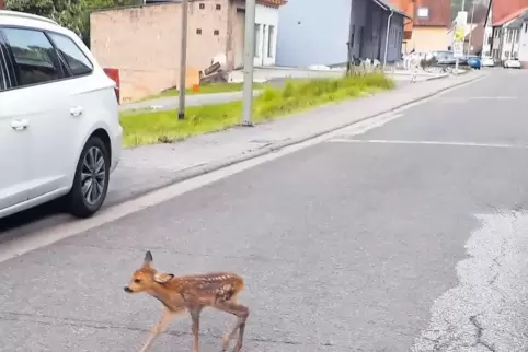 Auf wackeligen Beinen stakst das kleine Rehkitz über die Winterbacher Hauptstraße. Ob es seine Mutter gefunden hat, ist unsicher