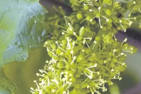Erst vereinzelt hat bei Pfälzer Reben die Blüte angefangen, bald dürfte sie aber voll einsetzen.