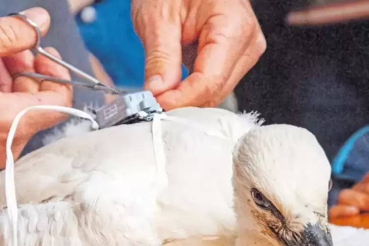 Mit dem Sender kann der Storch k&uuml;nftig &uuml;ber eine kostenlose Smartphone-App beobachtet werden.