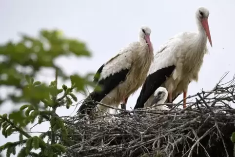 Glück gehabt: Dieser junge Storch in einem Nest östlich der Dammstraße hat die Kälteperiode im April überlebt.  Foto: BOLTE