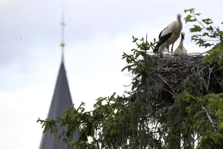 In Baumkronen der Altrheingemeinde finden St&ouml;rche Nistm&ouml;glichkeiten.  Foto: BOLTE