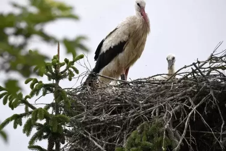 Gedeckter Tisch: Die Feuchtgebiete rund um den Altrhein sind ein Paradies f&uuml;r St&ouml;rche. Foto: BOLTE