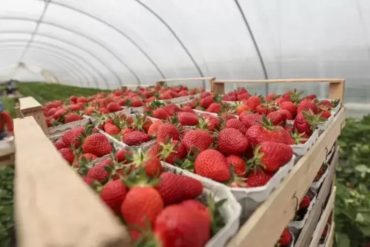 In Baden-Württemberg mussten im Mai PFC-belastete Erdbeeren vom Markt genommen werden. Foto: Lukas Görlach/dpa 