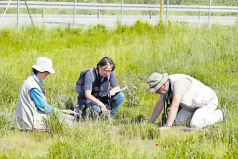 Feldarbeit am Flugplatz: Monika Eggert, Maria-Theresia Kruska und Jürgen Walter untersuchen den Pflanzenbestand auf der Ostseite