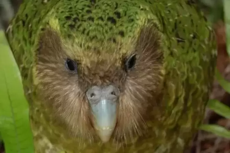 Kakapos sind flugunfähig und wiegen ausgewachsen etwa vier Kilogramm. Foto: dpa