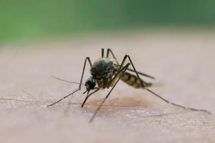 Die Bekämpfung der Stechmücken mit dem Bti-Wirkstoff ist umstritten.  Foto: dpa