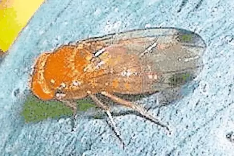 Drosophila suzukii