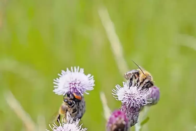 Die Acker-Kratzdistel hat Besuch: An den nach Honig duftenden Blüten holen sich Bienen reichlich Nektar und Pollen.