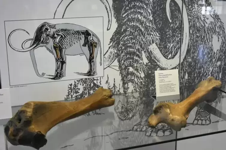 Auch in Frankenthal jagten einst Neandertaler Mammuts. Ein ausgestellter Oberschenkelknochen des Tiers zeugt in der neuen Schau 