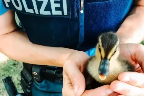 Dieser „kleiner Rabauke“ war mit seinen Geschwistern in Bad Bergzabern unterwegs. Foto: Polizei 