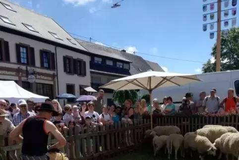 Da freuen sich die Schafe: Wenige Tage vor der angekündigten großen Hitze befreit der Schafscherer die Vierbeiner ihres Wollklei