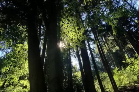 Viel zu trocken: der Wald im Landkreis Kusel.  Foto: m. hoffmann