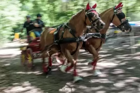 Die Fahrsportler ermitteln in Lauterecken ihre Landesmeister – wie schon 2017. Im Bild: Vanessa Spalt. Foto: m. hoffmann
