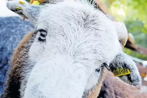 Herdwick-Schafe gab es beim letzten Hammelfest vor sieben Jahren zu sehen.