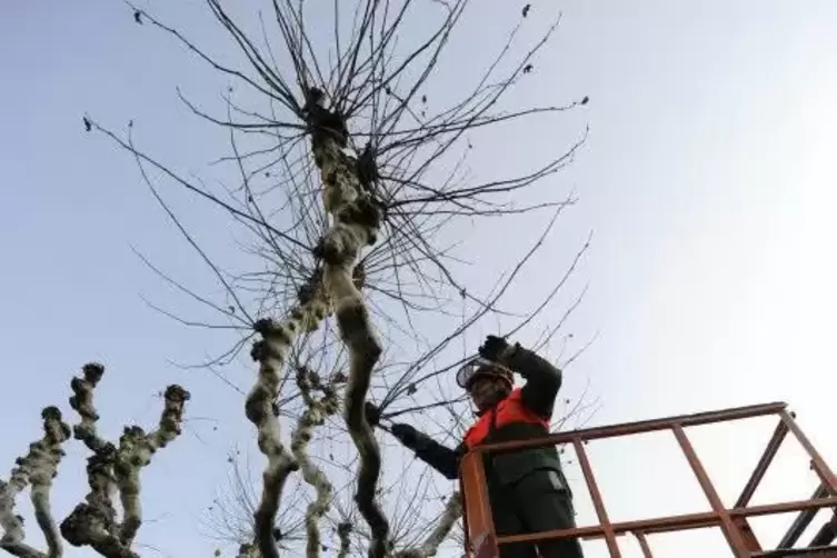 Wann warum was an einem Baum zu tun ist, erkl&auml;ren Gr&uuml;npflege-Spezialisten des EWF am 12. Juli. Foto: BOLTE