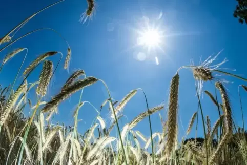 Direkte Sonne sollte man am Sonntag vermeiden.  Symbolfoto: Christophe Gateau/dpa