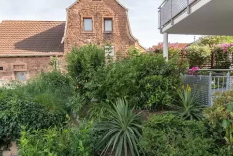 Links neben dem Kirschlorbeer ist die Brennesselwiese, rechts sind Garten und Terrasse von Familie Hellmann zu sehen. Foto: van
