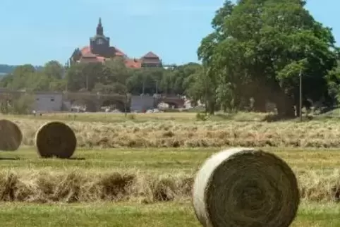 In Sembach wurden mehrere Heuballen (Symbolbild) gestohlen, die ein giftiges Kraut enthalten. Symbolfoto: dpa