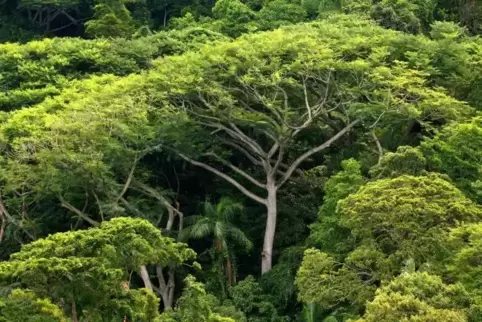 Die Erde ist derzeit mit 2,8 Milliarden Hektar Wald bedeckt. Forscher halten die Neubepflanzung von 900 zusätzlichen Millionen H