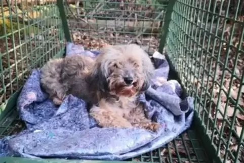 Hat eine kleine Odyssee hinter sich: Olissa war seit März verschwunden, jetzt ist sie wieder bei ihrer Besitzerin.  Foto: Animal