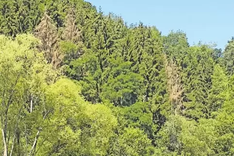 Der idyllische Eindruck täuscht: der Wald kränkelt. Rund 10.000 Bäume sind seit dem Extremwetter 2018 im Forstamt Westrich abges