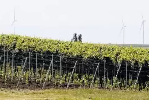 Hätte der Hochstadter Winzer vor Gericht Erfolg, wäre das ein Paukenschlag in der Weinbauregion Südpfalz.