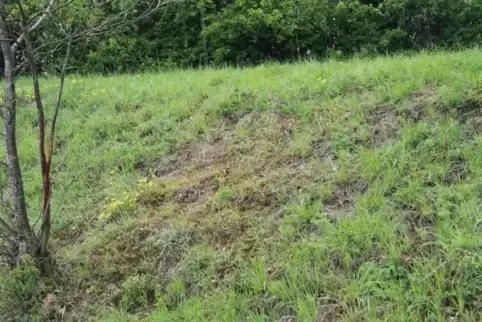 Wo am Hang kein grünes Gras mehr wächst, wurden die Blumen ausgegraben. Auf der ebenen Fläche zum Gebüsch hin sind tiefe Löcher 