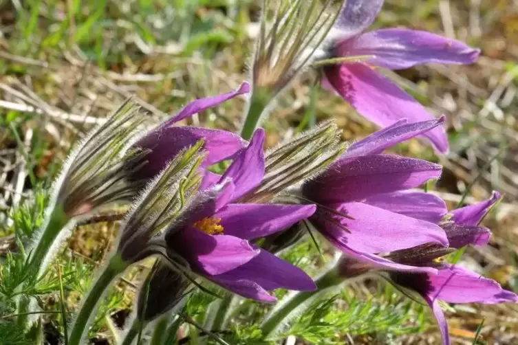 Die selten gewordene K&uuml;chenschelle steht unter Naturschutz. Archivfoto: Laborenz