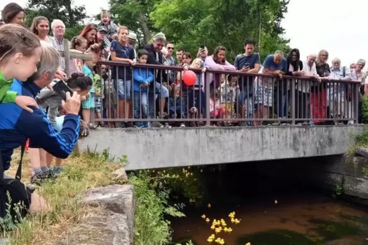 Ja, wo schwimmen sie denn?: Auf der Brücke an der Obermühle wartet das Publikum gespannt auf den Enten-Pulk.  Foto: Mehn