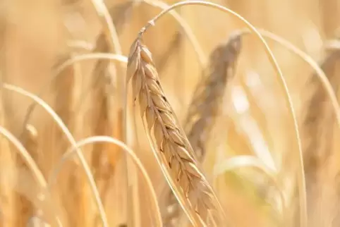 Die rheinland-pfälzischen Bauern befürchten wegen der Trockenheit eine schlechtere Ernte als im Vorjahr. Foto: dpa