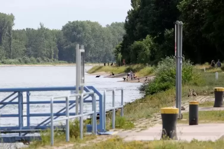 Das Rheinufer bei Germersheim. Foto: Iversen