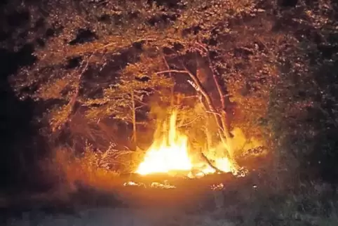 Reste des Feuers: Die Wehren hatten die Bäume nahe der L 498 schnell gelöscht.