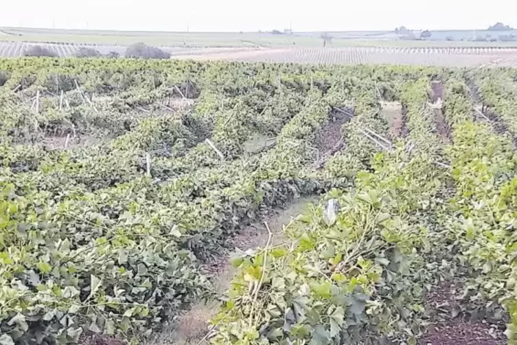 Umgepflügt: So sehen Teile der Weinberge des Weinguts Spielmann-Schindler aus.