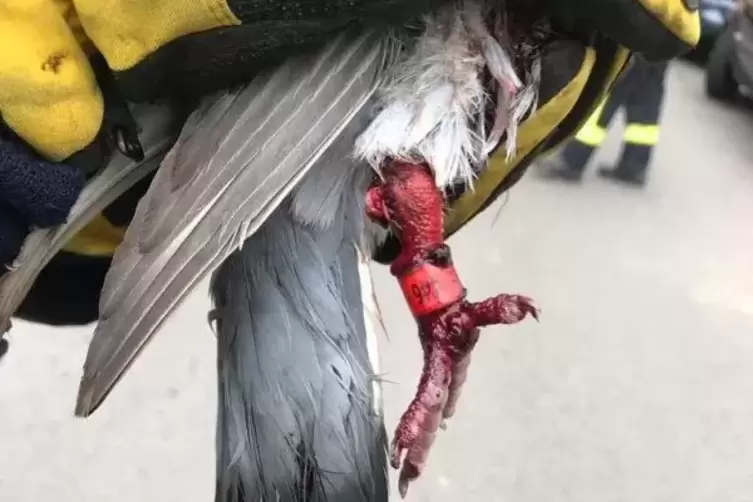 Die verletzte Taube wurde zu einem Tierarzt gebracht. Foto: Feuerwehr VG Zweibrücken-Land
