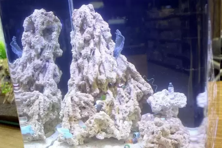 Plastik auf dem Grund: Blick ins K&ouml;lle-Aquarium. Foto: Kunz