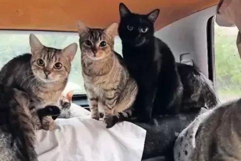 Blick in das Auto, in dem Mutter und Tochter Schneider mit ihren Katzen leben.